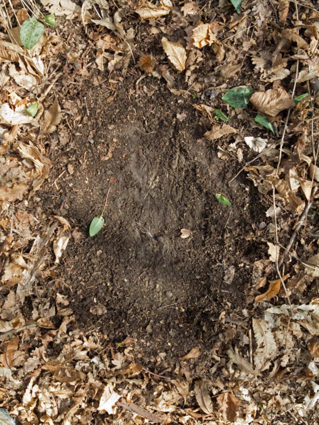 Giaciglio di cinghiale?